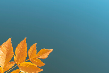 Autumn yellow leaf isolated on blue natural background. Autumn seasonal banner with sprig of golden...