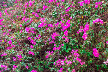 Bougainvillea. Bright pink huge bush. Texture, background.