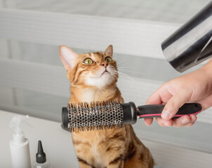 The cat is grooming - a Bengal cat is being dried with a hair dryer in a beauty salon.