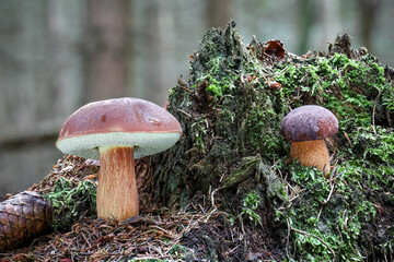 Two amazing edible Imleria badia mushrooms