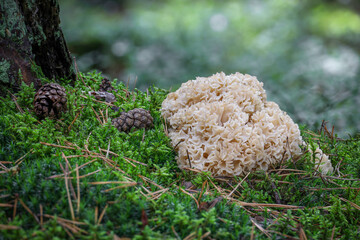 Detail of edible mushroom Sparassis crispa - cauliflower fungus