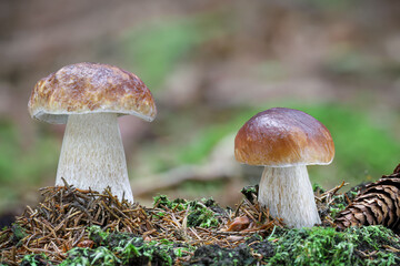 Two amazing penny bun mushrooms with blurred background