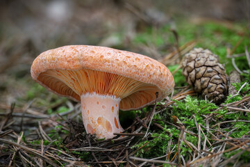Shot of amazing edible and tasty Lactarius deliciosus mushroom