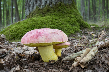 Very beautiful and rare mushroom Boletus regius - royal bolete