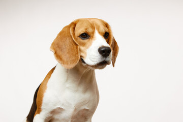 Studio portrait of a cute beagle dog on a white background. A hound dog. Best friend.