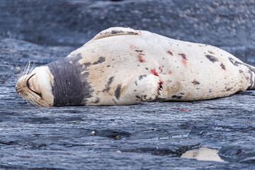Closeup seal. Fur Seal in the sand portrait. Sea Lions at ocean. Fur seal colony, arctocephalus...