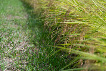 稲穂　実りの頃