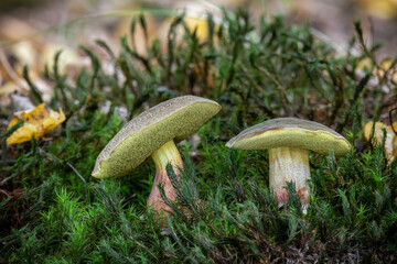 Edible mushroom Xerocomellus chrysenteron formerly known as Boletus chrysenteron