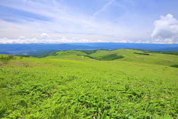 Green, Natural landscape, Rainforest