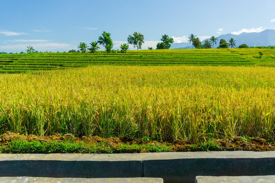 Indonesian scenery, yellowing rice with irrigation concrete