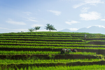 Indonesian scenery, farmers working on a sunny morning