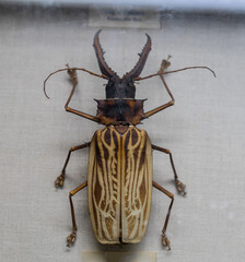 Large - toothed Deer Beetle .