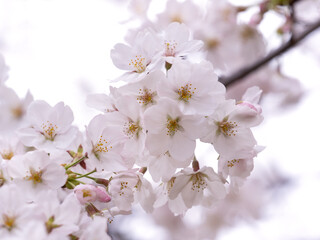 Japanese cherry tree called 