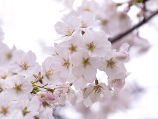 Japanese cherry tree called "Someiyoshino"