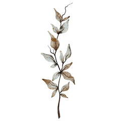 Watercolor floral illustration 