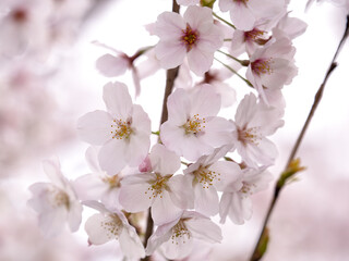 Japanese cherry tree called 