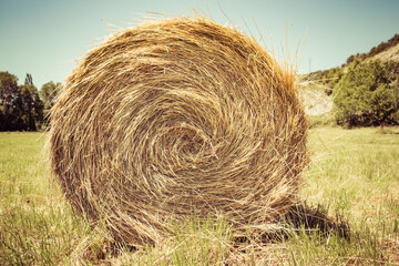 hay bales in the field