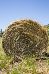 hay bales in the field
