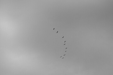 flock of crane birds flying