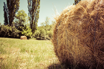 hay bales in the field