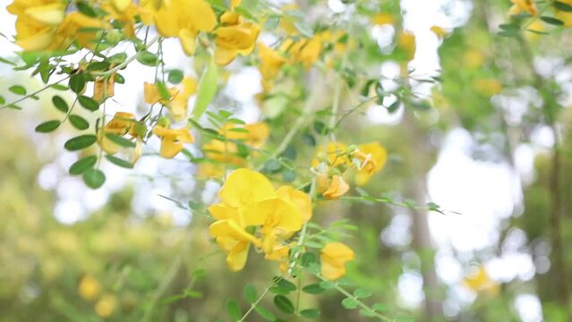 FLOR AMARILLA