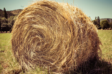 hay bales in the field