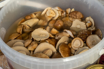 pickled or salted caps of porcini mushrooms