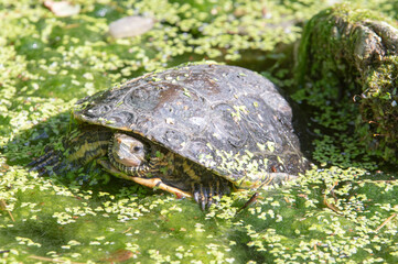 Wuppertal september 2022: Schildkr&ouml;te im wuppertaler Zoo