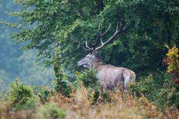 Naklejka na ściany i meble Red Deer (Cervus elaphus) stag during the rutting season. Bieszczady Mts., Carpathians, Poland.