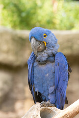 The hyacinth macaw is a blue-eyed parrot endemic to South America. With a weight of up to 1.3 kg and a length of up to one meter, the hyacinth macaw is the largest flying parrot in the world.
