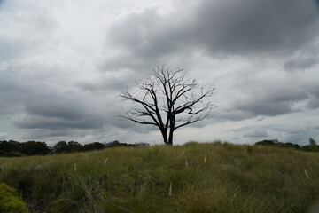 tree in the field  | dead wood