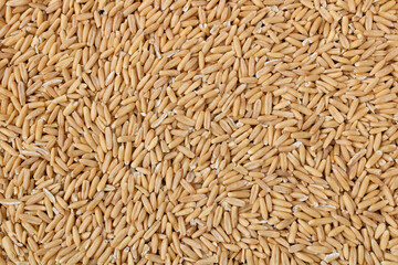Oat groats. Raw whole oat seeds. Texture background. Healthy eating. Top view.