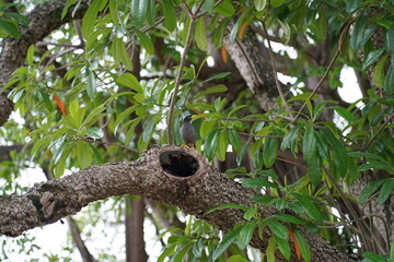 bird in the nest