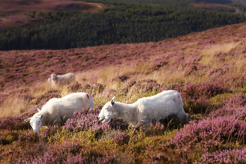 Sheep grazing on the blossom of heather