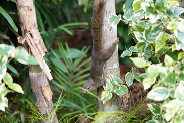 squirrel in the forest