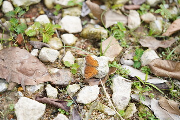 Beautifully marked Brown Pansy butterfly on leaf	