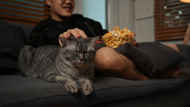 A lovely cat sitting on couch and man watching movie at night. Entertainment and leisure activity concept