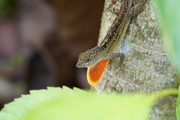 Lizard Dewlap on a tree 