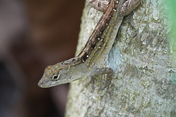 closed up Anolis sagrei	
