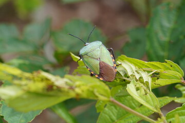 Eusthenes robustus (Lepeletier et Serville) on a leaf