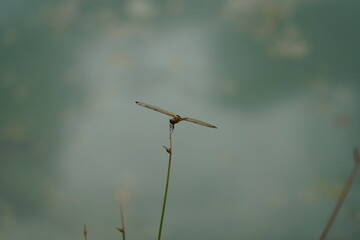 dragonfly on grass