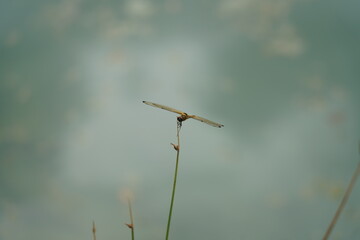 Fototapeta na wymiar dragonfly on grass