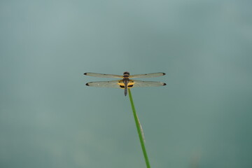 Yellow dragonfly on the grass|grenadier agrionoptera
