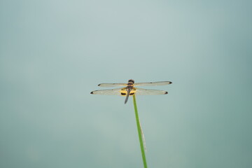 Fototapeta na wymiar yellow dragonfly on a grass