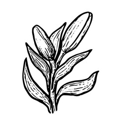 Lilly vector illustration isolated on white background