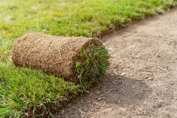 Rolling lawn turf is laid on ground, greening meadow in backyard. Fresh grass roll of turf.