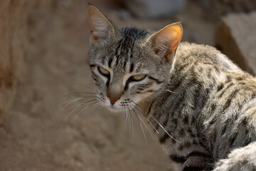 Naklejka na ściany i meble Asiatic Wildcat, Felis lybica ornata, Desert National Park, Jaisalmer, Rajasthan, India.