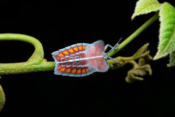 Briliantly coloured and strangely shaped stink bug , Pycanum sp, Satara, Maharashtra, India - obrazy, fototapety, plakaty