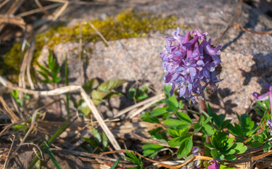Corydalis solida, spring purple flowers in the forest.