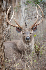Sambar deer, Rusa unicolor, Bandhavgarh, Madhya Pradesh, India © RealityImages